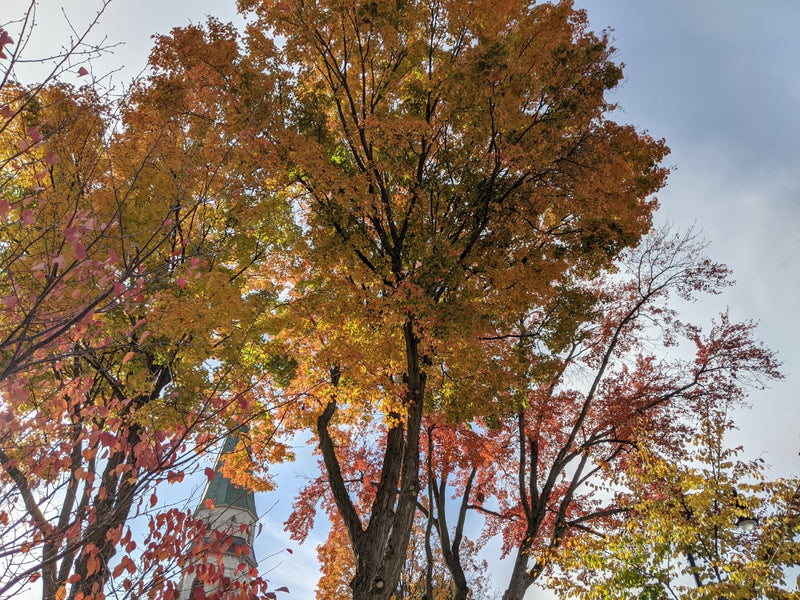 The AwkEng Enjoys Fall in New England
